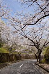 国分城山公園の桜並木	