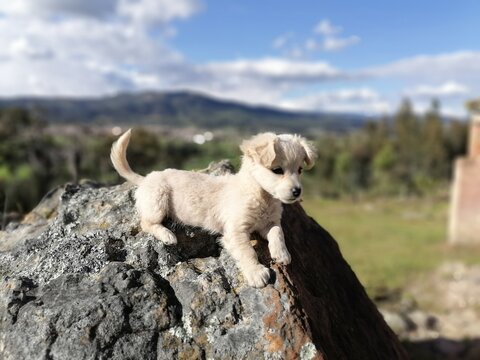 perrito puppy