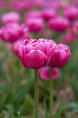 Pink tulips in full bloom
at the tulip festival. 
Beauty of nature. Spring, youth, growth concept.