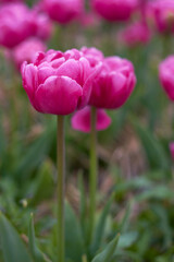 Pink tulips in full bloom
at the tulip festival. 
Beauty of nature. Spring, youth, growth concept.