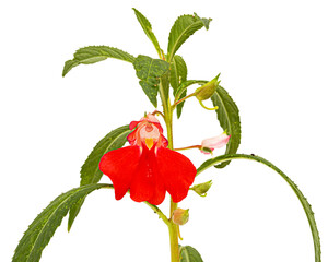 Scarlet flower of Impatiens balsamina, garden balsam jewelweed touch-me-not plant, isolated on white background