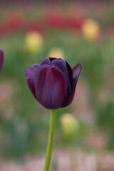 Beautiful tulips
at the tulip festival.
Beauty of nature. Spring, youth, growth concept. 