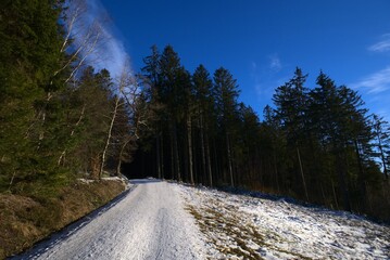 forest landscape in the winter