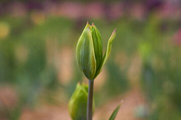 Fototapeta premium Beautiful tulips at the tulip festival. Beauty of nature. Spring, youth, growth concept. 