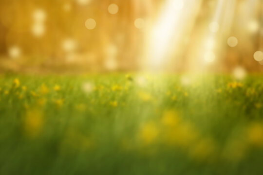 Natural green blurred background. Green bokeh, defocused lights. Abstract blur background.