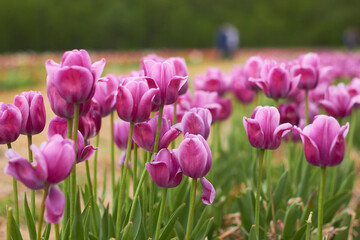 Pink tulips in full bloom
at the tulip festival. 
Beauty of nature. Spring, youth, growth concept.