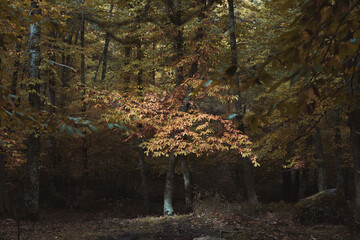 Chestnut forest showing the autumn colours © Cavan