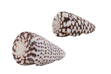 Isolated shells on white background 