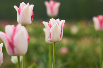 Fototapeta premium Beautiful colorful tulips at the tulip festival. Beauty of nature. Spring, youth, growth concept.