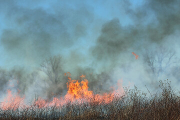 Fototapeta na wymiar Wild Fire - Burning Earth