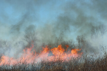 Wild Fire - Burning Earth