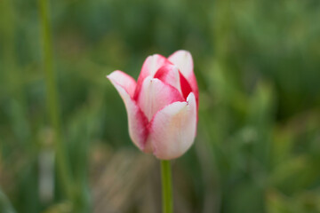 Beautiful colorful tulips
at the tulip festival.
Beauty of nature. Spring, youth, growth concept.