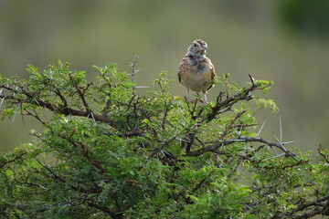 Cape clapper lark perched in a tree on safari in South Africa, on a beautiful hot summer's day