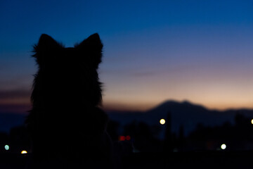 Perro mira al horizonte al atardecer