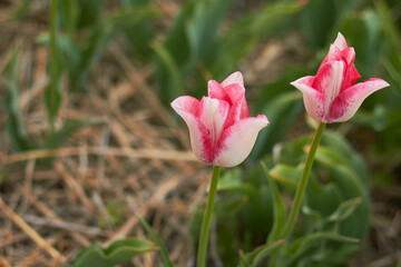 Beautiful colorful tulips
at the tulip festival.
Beauty of nature. Spring, youth, growth concept.