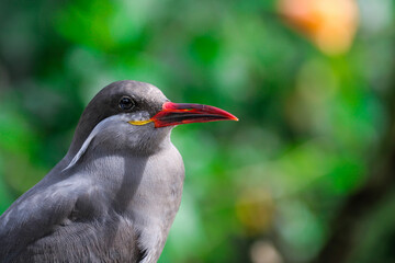 Portrait of an inca tern 