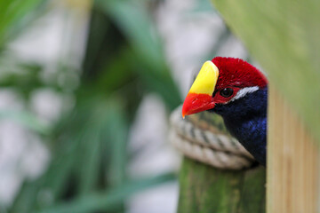 Violet Turaco of Africa