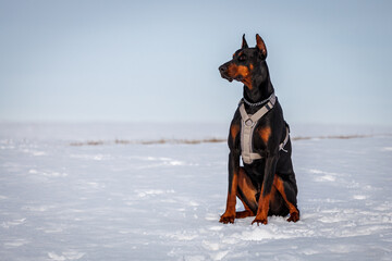 Doberman Pincher sitting in the snow with harness on, looking regal and majestic.