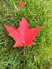 Fototapeta premium red maple leaf