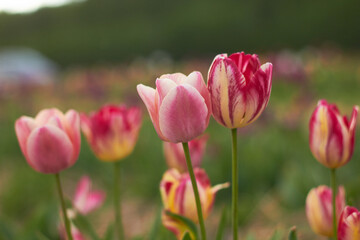 Beautiful colorful tulips
at the tulip festival.
Beauty of nature. Spring, youth, growth concept.