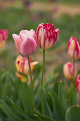 Fototapeta premium Beautiful colorful tulips at the tulip festival. Beauty of nature. Spring, youth, growth concept.