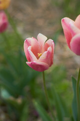 Beautiful colorful tulips
at the tulip festival.
Beauty of nature. Spring, youth, growth concept.