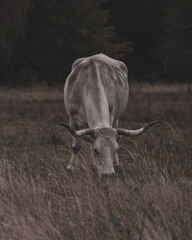 portrait of a bull in a field