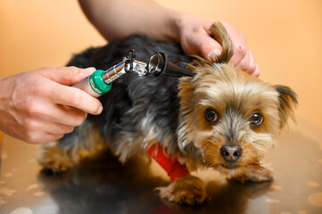 Veterinarian inspecting dog ears with otoscope on table at animal hospital. High quality photo