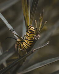 macro of a caterpillar