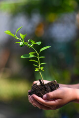 Child's hands hold young lemon plant