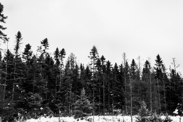 forest in winter