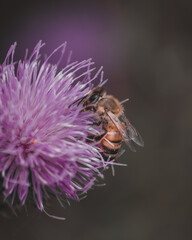fly on thistle