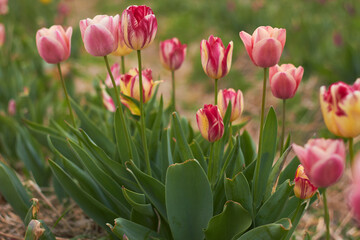 Beautiful colorful tulips
at the tulip festival.
Beauty of nature. Spring, youth, growth concept.