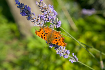 comma butterfly resting on lavender flower