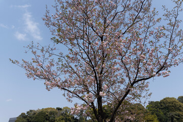 tree and sky