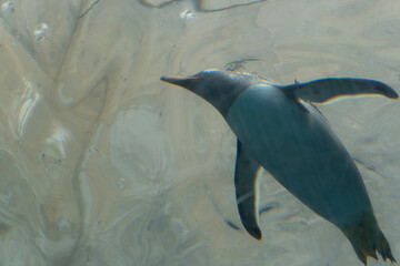 pair of dolphins