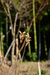 冬の日差しを浴びて輝くテッポウユリの種の散った後の様子