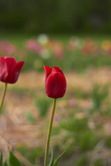 Beautiful colorful tulips
at the tulip festival.
Beauty of nature. Spring, youth, growth concept.