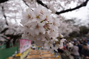 cherry tree blossom