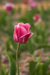 Pink tulips in full bloom
at the tulip festival. 
Beauty of nature. Spring, youth, growth concept.