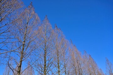 青空バックに見上げる冬枯れのメタセコイヤ並木の情景