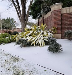 Frozen flowers under snow. Houston, Texas