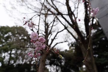 blossom