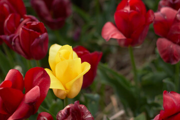 Fototapeta premium Beautiful colorful tulips at the tulip festival. Beauty of nature. Spring, youth, growth concept.
