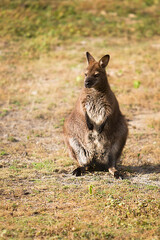 Naklejka na ściany i meble Australian kangaroo on a grassy meadow.