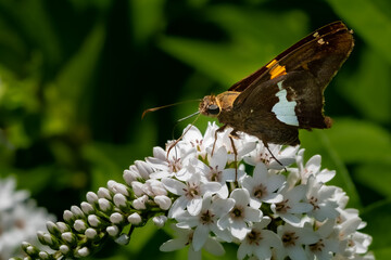 A Silver-spotted Skipper Butterfly (Epargyreus clarus) feeding on a white flower blossom in the summer sun.