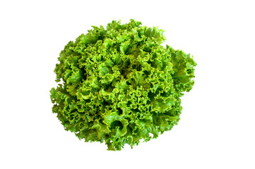 Fototapeta premium Organic Lactuca sativa on white background.