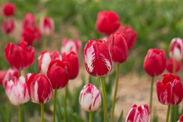 Beautiful colorful tulips
at the tulip festival.
Beauty of nature. Spring, youth, growth concept.