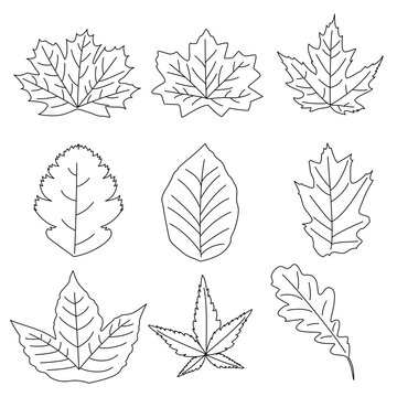 set of Maple leaf icons. Vector illustration outline
