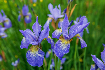 blue iris flowers growing in garden summer time